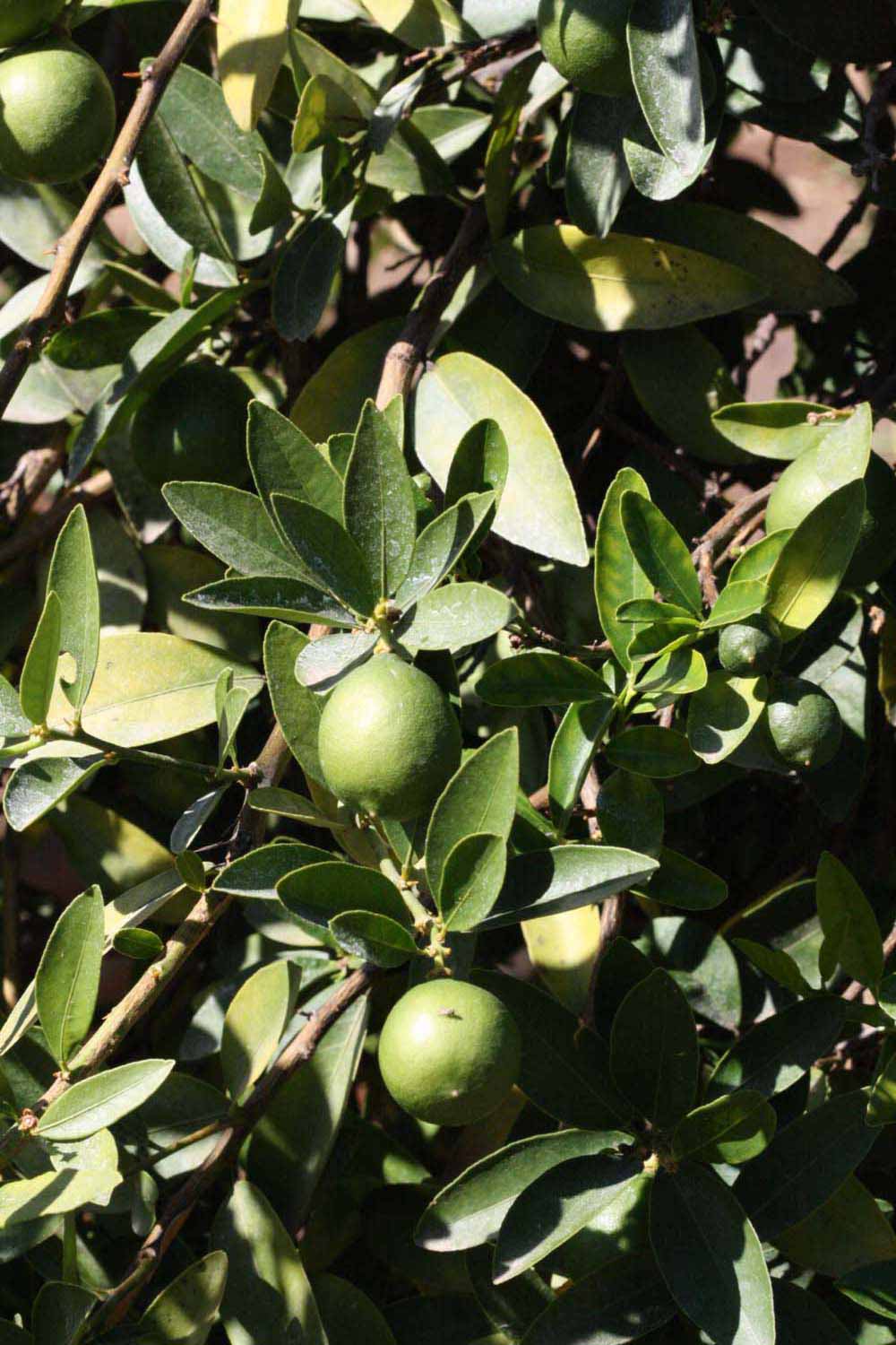              Sun leaves (Riverside, CA)       